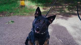 KDPS K9 Video