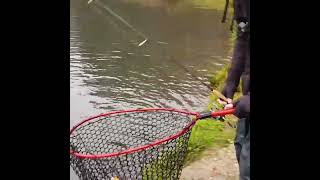 Fischen mit der UL Rute bei der Fischzucht Reese auf Goldene Forellen.