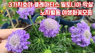 야생화판매 노지월동식물 다년생 지피식물 솔채 으아리 로드게시