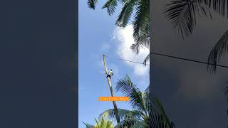 Indian Coconut tree cutting technique | Shrikanth Bhat video