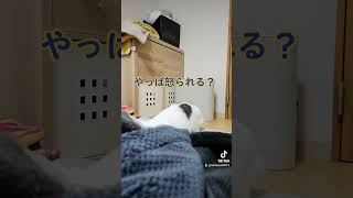 いつも怒られがち猫 #猫好き #cat #キャット #白猫 #猫のいる暮らし #白ねこ #ねこ #ねこの気持ち #猫好き必見