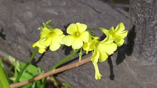 冬？ ① オオキバナカタバミ！ Buttercup oxalis.