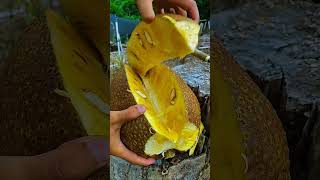 Teknik memotong buah nangka dengan baik dan benar #shorts