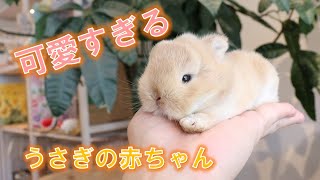 【手のひらサイズ】可愛すぎる、うさぎの赤ちゃんが生まれました♪