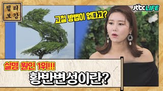 [젭티보감📜] 😵실명 원인의 1위!!! 황반변성의 증상들은?｜친절한진료실｜JTBC 200803 방송