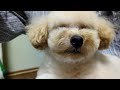 toy poodle a compilation of only the cute parts of dogs 2024