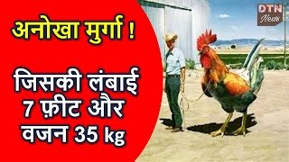 अनोखा मुर्गा ! जिसकी लंबाई 7 फ़ीट और वजन 35 kg