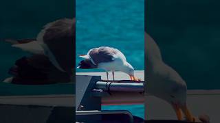 மனிதனை விட பெரிய பறவை 😲 ALBATROSS #shorts #shortvideo #facts