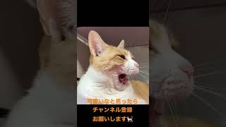 猫のあくびをスローモーションにしてみたら... #shorts