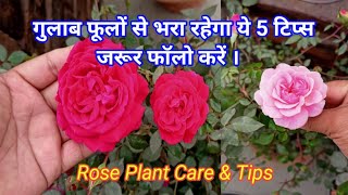 गुलाब फूलों से भरा रहेगा ये 5 टिप्स जरूर फाॅलो करें, Rose Plant Care \u0026 Tips.....