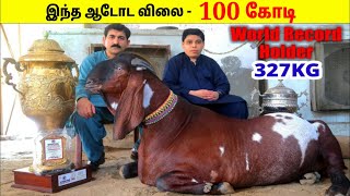 அடேய் இது ஆடா இல்ல மாடா | Biggest Goat In The World | Tamil Amazing Facts | Biggest Goat In Tamil