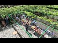 the first vineyard in cdo at amaya view 4k