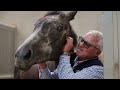 2023 Equine Showreel | The Cotswold Film Company