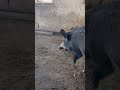 big male wild boars animals piglet wildboar