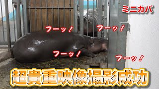 超貴重映像！ミニカバの発情している様子を激写！