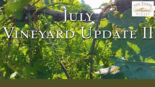 July Vineyard Update II