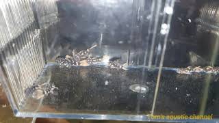 F1 L600  Pseudacanthicus leopardus larvae  HD - Tom's aquatic channel