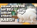 Vitamin Untuk Manusia Ini Ternyata Bagus Untuk Anjing