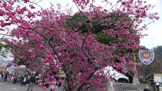 台中市后里區泰安派出所櫻花季Cherry blossom viewing in Taian police station,Houli Dist.,Taichung City_20230224