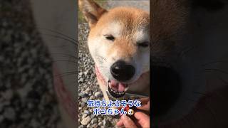 柴犬を飼う方は抜け毛の量にビックリしますよ🫢　ポコちゃんのブラッシングをご覧ください🐶