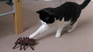 Cat Vs Giant Spider (Tarantula) RC