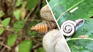 【山菜・キノコ・貝類・昆虫】カタツムリとエゾハルゼミの佃煮　他