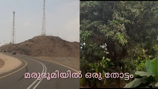 അസ്ഫാനിലെ തോട്ടത്തിലേക്കൊരു യാത്ര /asfan in Jeddah