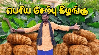 பெரிய சேம்பு கிழங்கு சிக்கன் கிரேவி🤩 |  Giant Taro Root Chicken Gravy