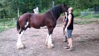 Clydesdale Feather Care