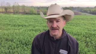 Potato Leaf Hoppers In ALFALFA