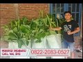 Call 0822-2083-0527 (Tsel) Benih Pisang Raja Bulu, Bibit Pisang Raja Di Jogja,