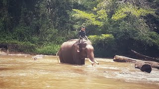 ការរស់នៅ  និងរបៀបដាំស្រូវរបស់បងប្អូនជនជាតិភាគតិចនៅខេត្តមណ្ឌលគីរី