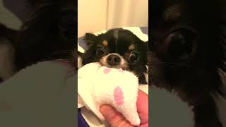 楽しくて唸るチワワ　Chihuahua that is too fun and growls　＃shorts