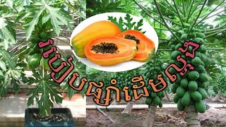 បច្ចេកទេសផ្សាំល្ហុងអោយមានដើមតឿនិងផ្លែច្រើន Papaya planting show by SV Vlogger