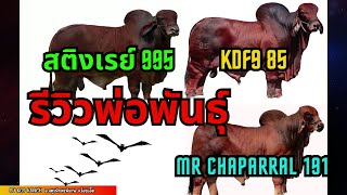 พ่อพันธุ์บราห์มัน สติงเรย์995 , KDF985, MR.CHAPARRAL191