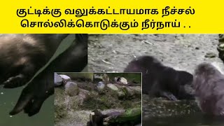 மனிதனை மிஞ்சும் தாய்பாசம்..viral otter train to swim their cub video