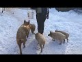 mangalica mangalitza free range in the wood