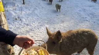 Mangalica, Mangalitza free range in the wood