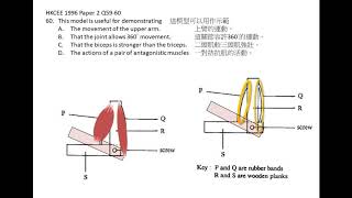 [屈肌!! ] DSE Bio 拮抗肌 opposing muscle pairs / antagonistic muscles