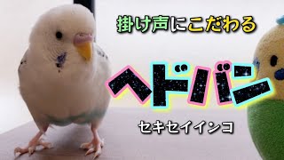 【セキセイインコ】掛け声はもちろん...ウォンチュウ♥︎w【ヘドバン】