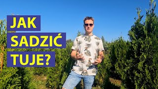 Jak i kiedy sadzić Tuje? Konkretne Info - Jak sadzić tuje w ogrodzie?