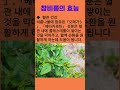 참비름의 효능 참비름 비름나물 100세건강 건강정보