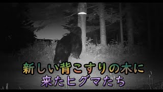 新しい背こすりの木に来た、ヒグマたち　Brown Bear Trail camera　Hunting camera　北海道ヒグマチャンネル　ヒグマ　羆