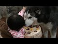 husky playing with children grandchildren ハスキーと遊ぶ子供