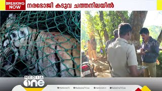 ചത്ത കടുവയുടെ ജഡം ബേസ് ക്യാംപിലെത്തിച്ചു; ഇപ്പോൾ ചായയ്ക്ക് നല്ല മധുരമെന്ന് RRT ഉദ്യോഗസ്ഥർ; ആശ്വാസം