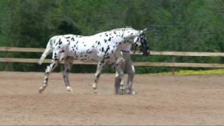 Knabstrupper Stallion Atlantis, Breed Inspections