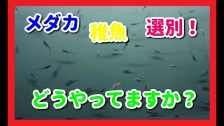 稚魚の選別・100均のこれでやってます！