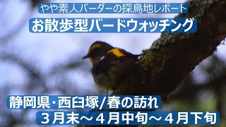 静岡県・西臼塚の探鳥地レポート＆お散歩型バードウォッチング　３月末～４月末春の訪れ