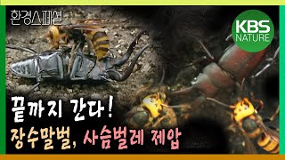 끝까지 간다! 장수말벌, 사슴벌레 제압 [환경스페셜-숲, 야생의 이웃] / KBS 20070411 방송