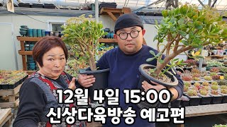 다육이 신상!!! 12월 4일[일] 오후 3시에 만나보실 수 있습니다 ^^